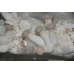 Мицелий Вешенки королевской / Эринги (Pleurotus eryngii)